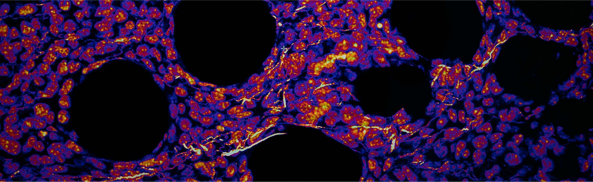 Claudia Fischbach-Teschl Molecular and Cellular Engineering image