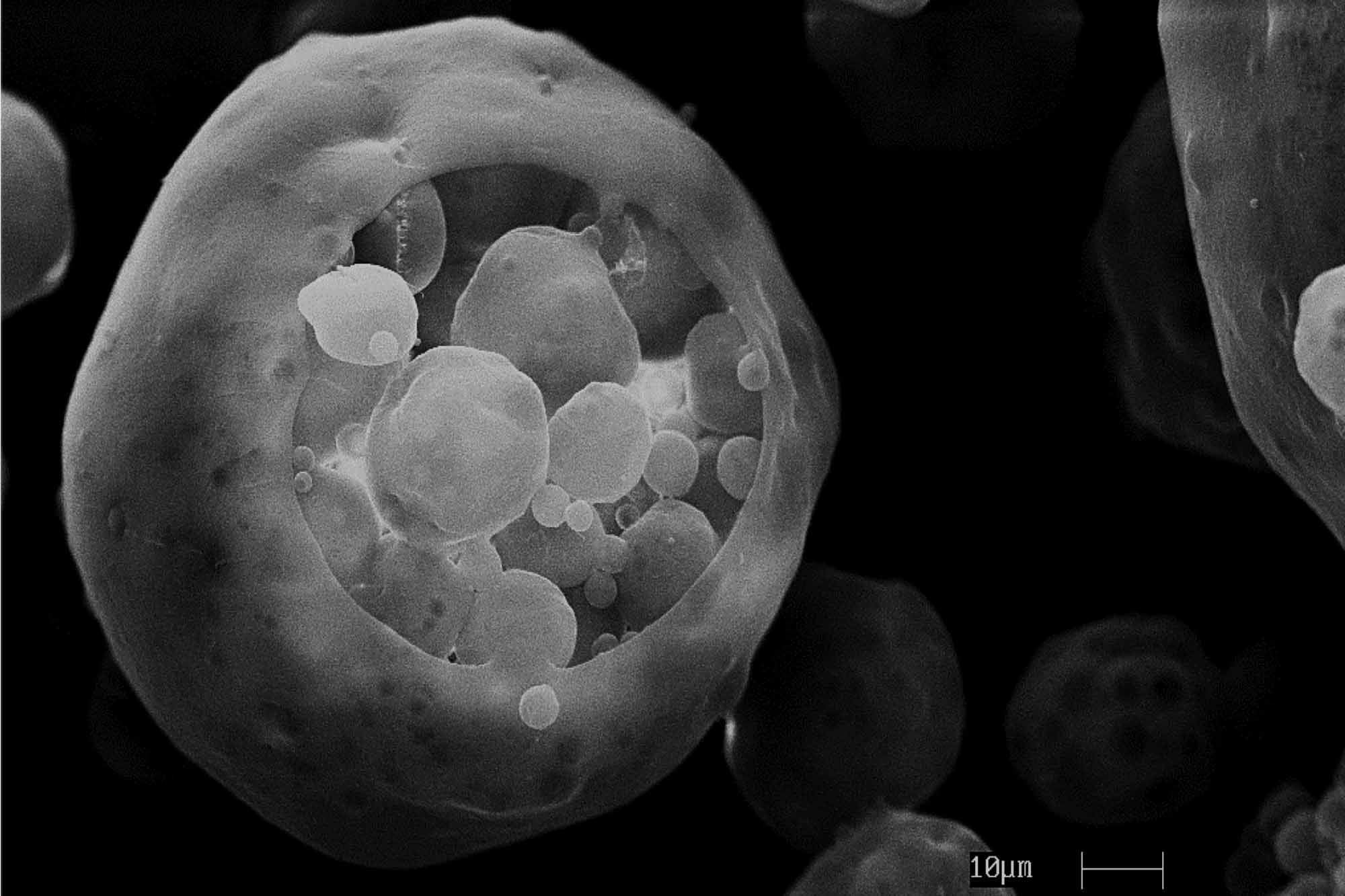 scanning electron microscope of outer membrane vesicles used for drug delivery