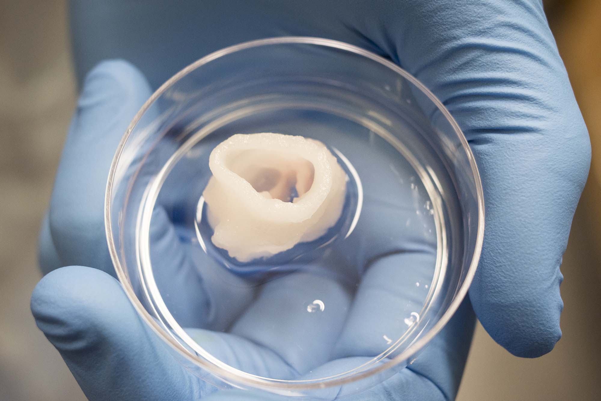3d printed heart valve in glass petri dish in gloved hand.