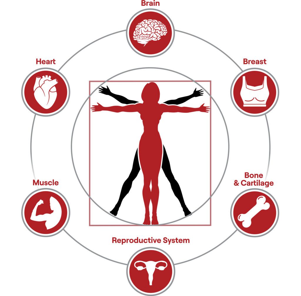 Illustration depicts a silhouette of the female human body, highlighting the various systems--brain, breast, bone & cartilage, reproductive system, muscle, and heart-- relevant to Cornell's menopause health engineering initiative.