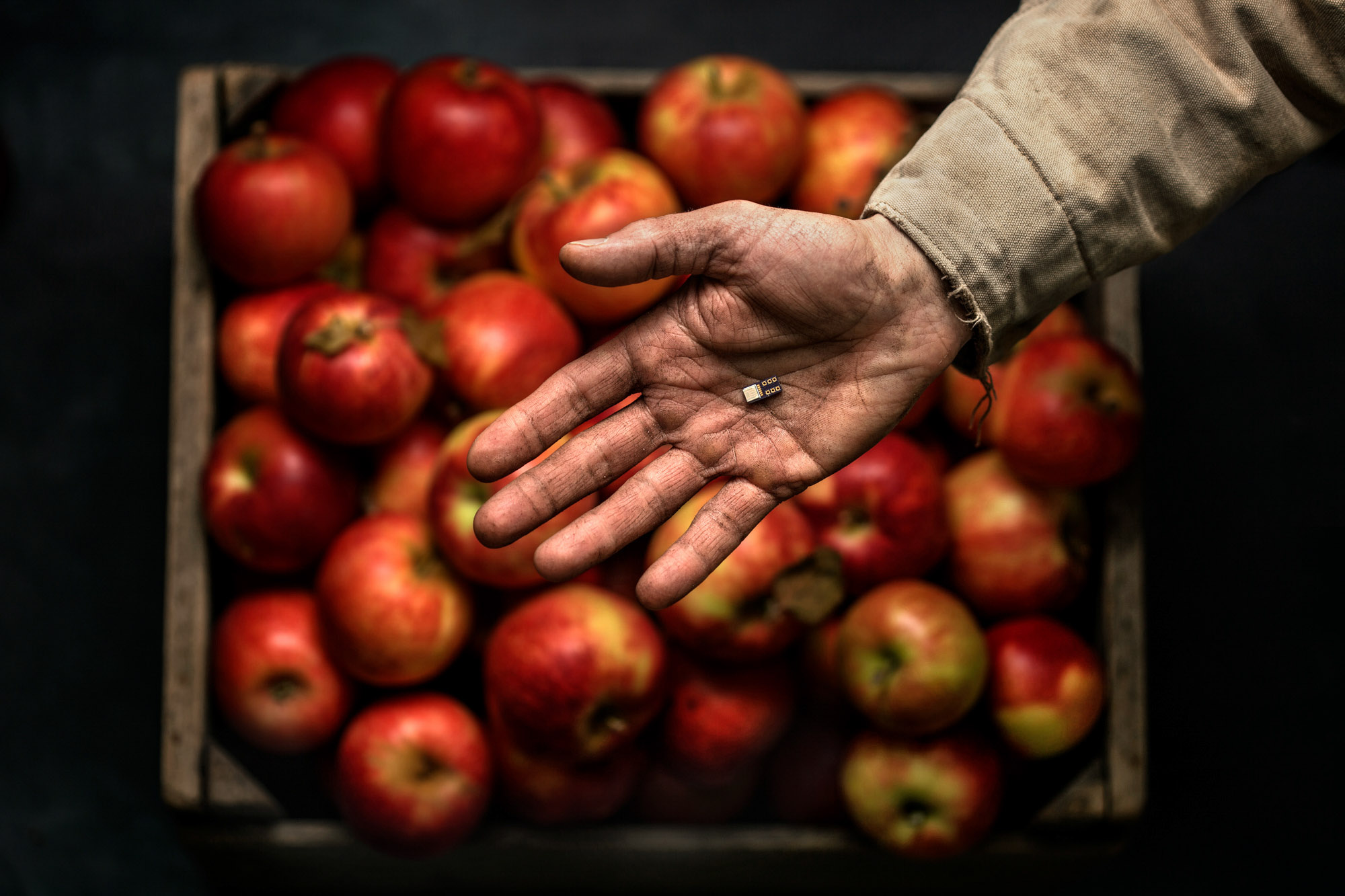 Person hand holding water sensor computer chip above a crate of apples. The chip was developed by professor Abraham Stroock