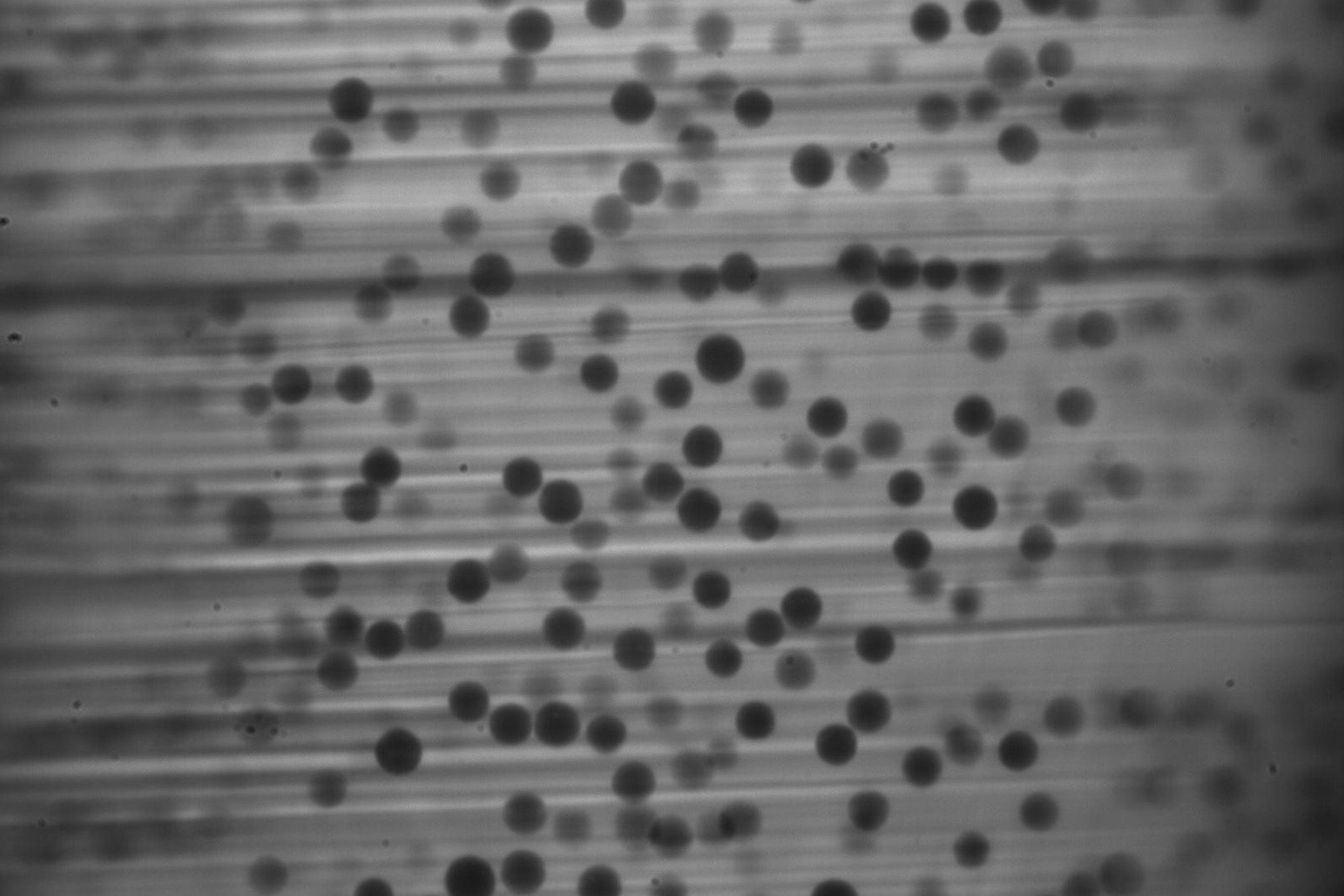 Sarah Hormozi research image of particles in suspension soft matter complex fluids.