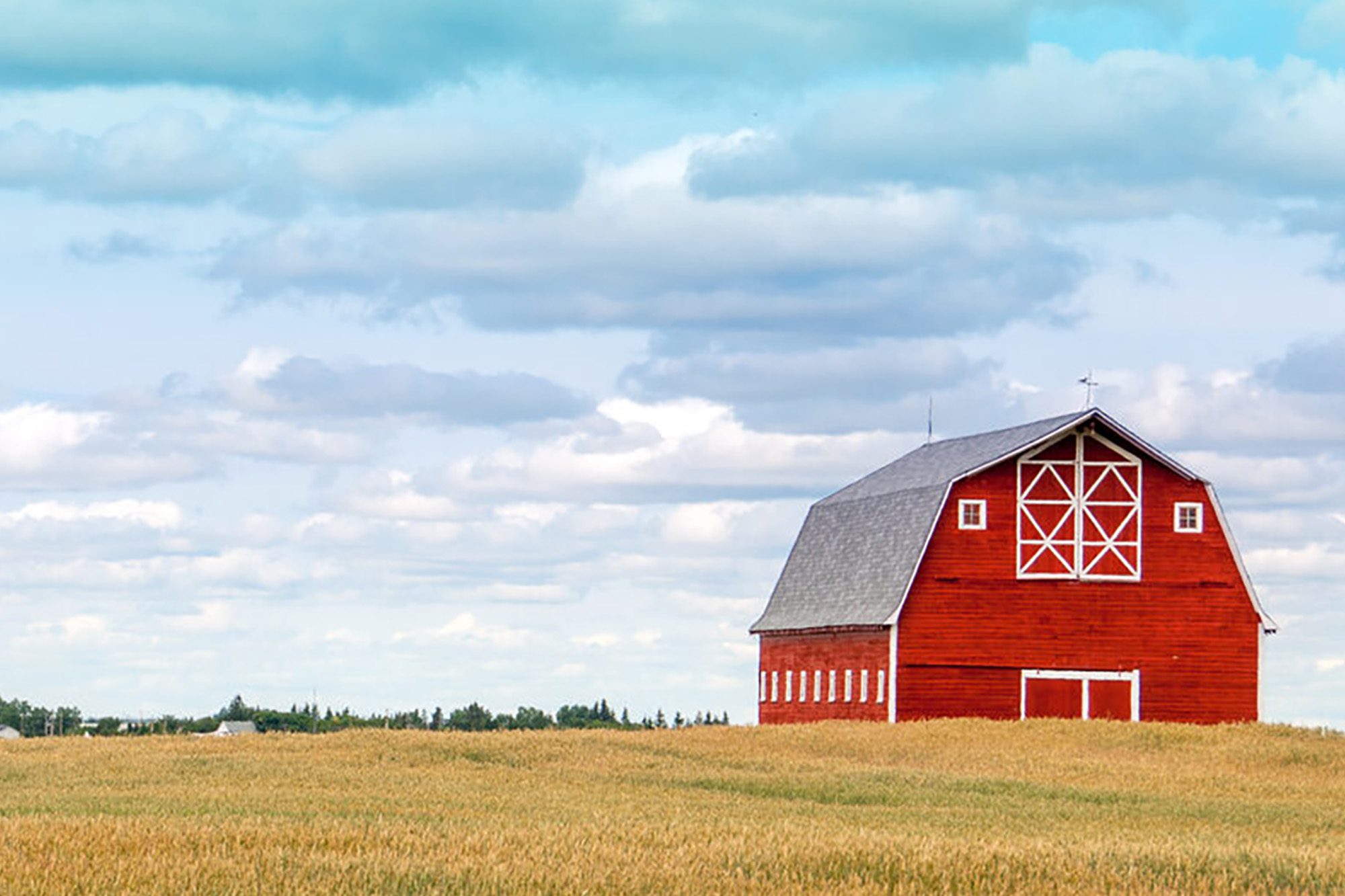 A red barn in a wheat field.