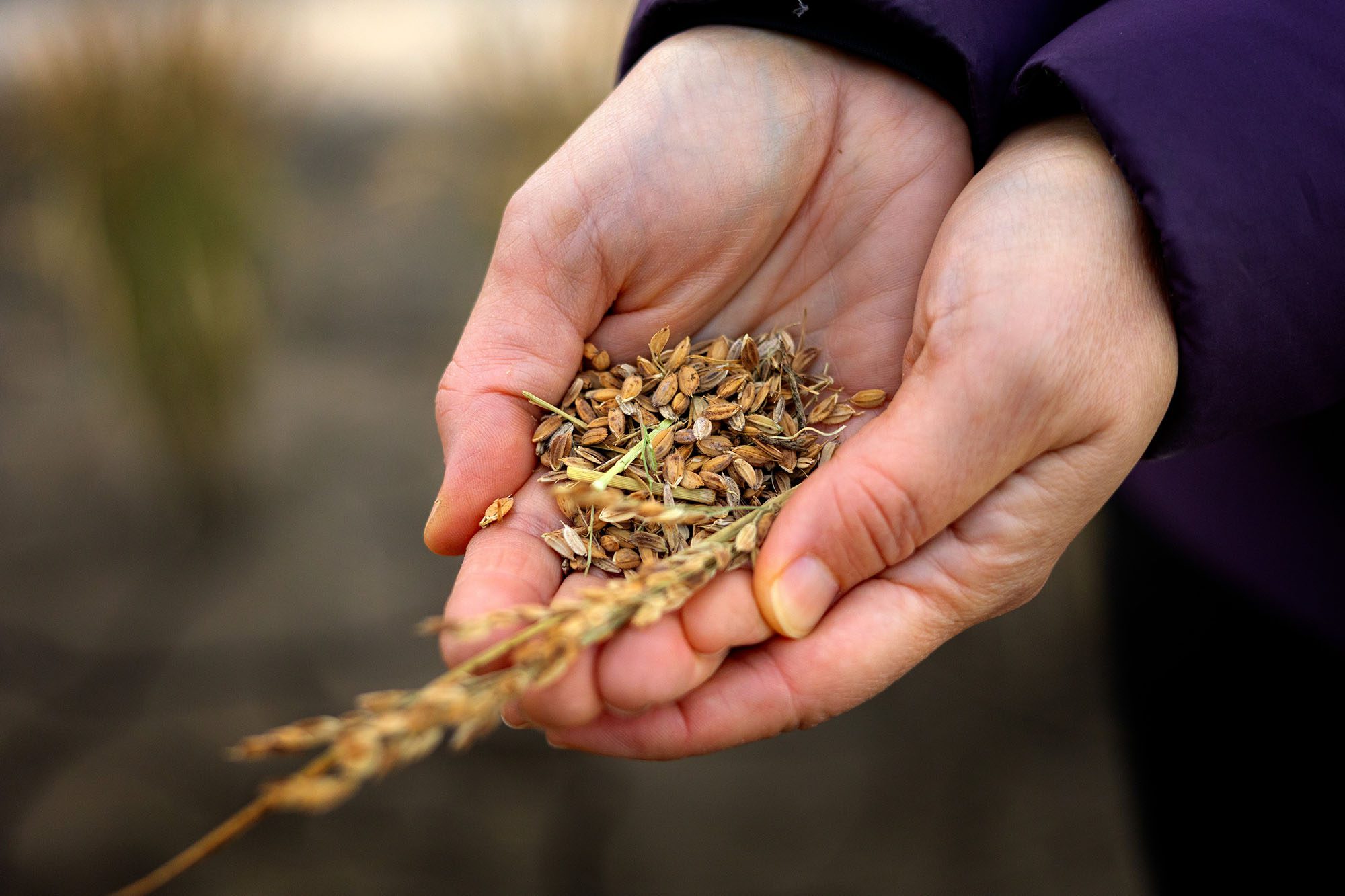 Cupped hands hold a bunch of grains.