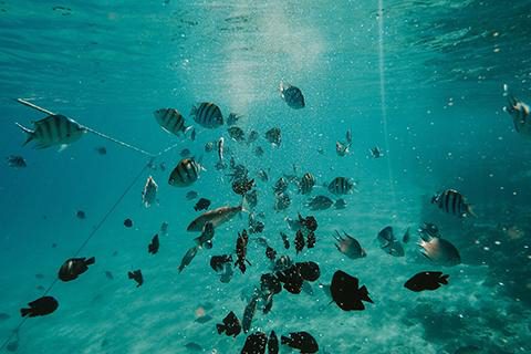 Fish swimming underwater