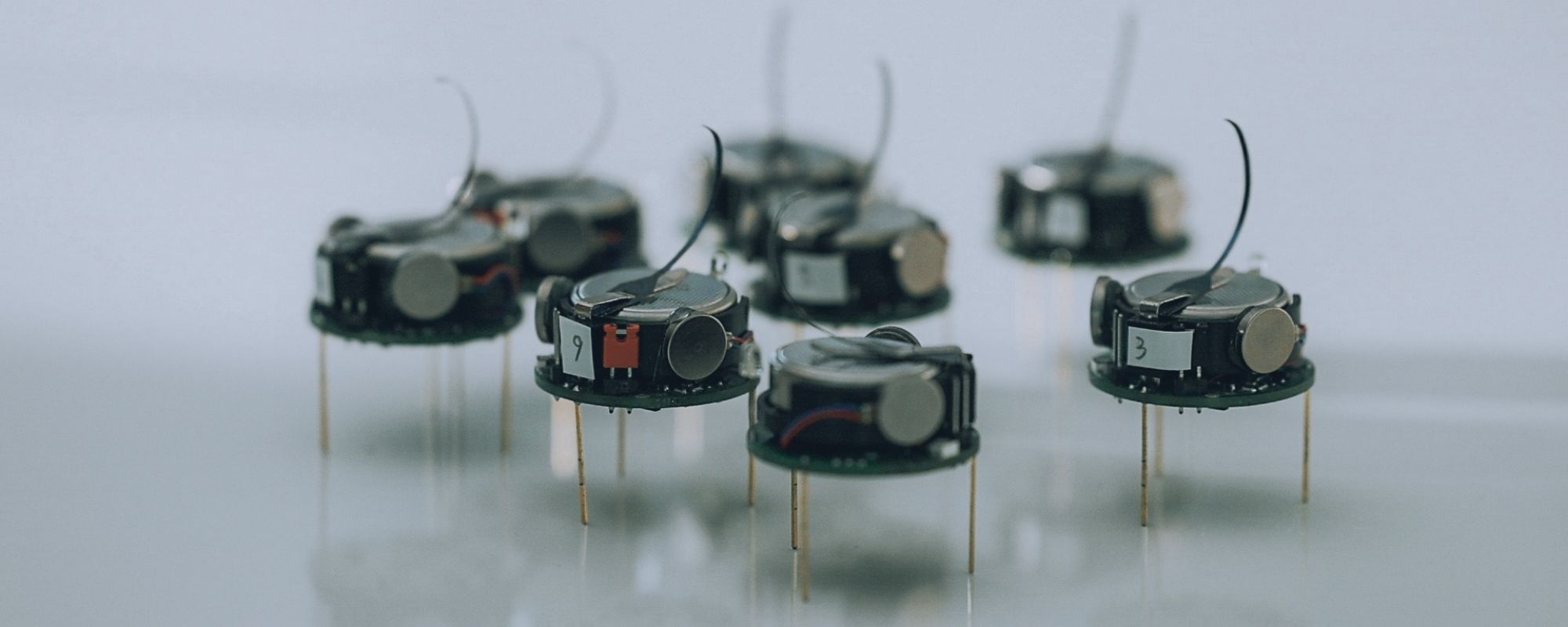 microbots in Kristin Peterson's lab