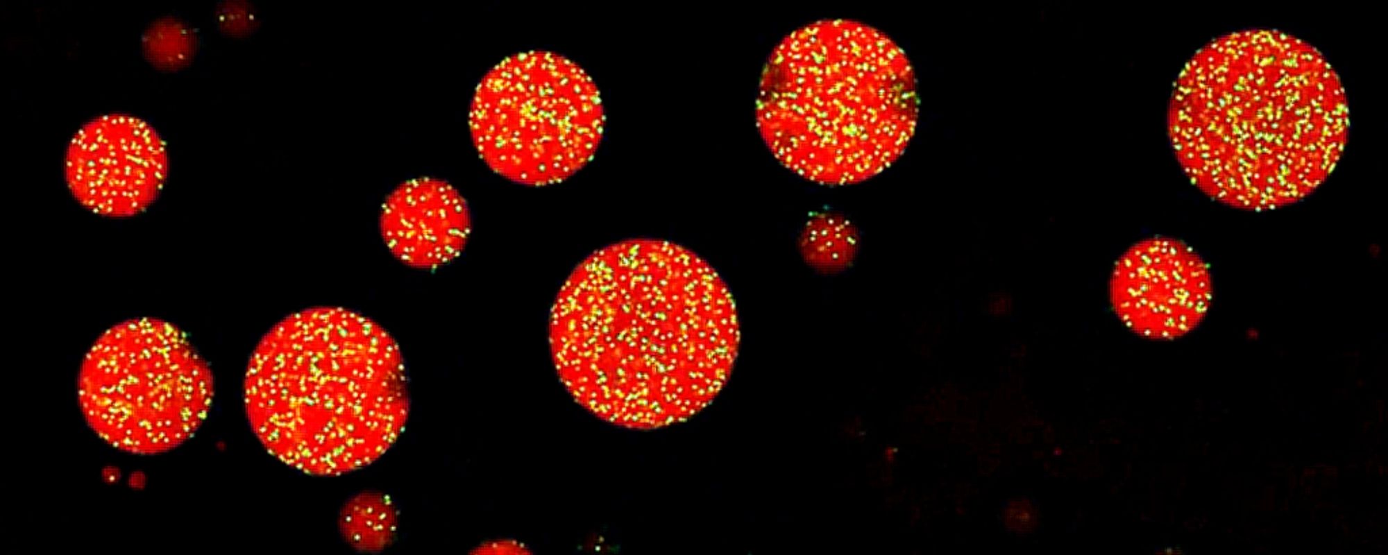 Eric Dufresne Research image of Droplets