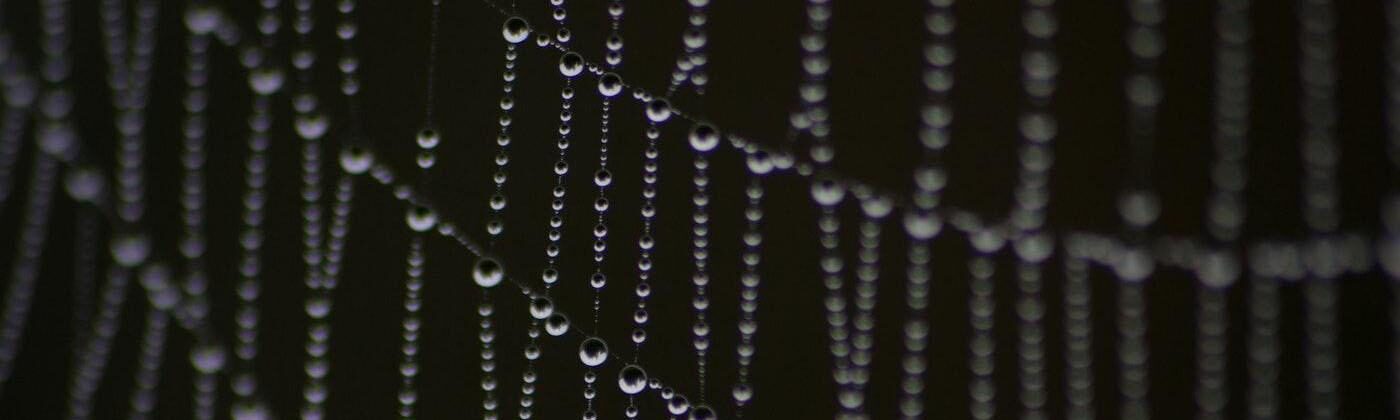 water beads on a spider web