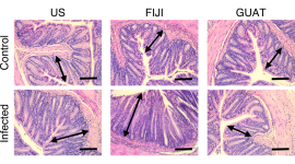 Representative images of stained colon sections of control and infected mice 14 days after infection. The arrows depict average crypt length with hyperplasia observed in the US and FIJI mice. 