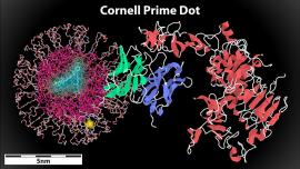 rendering of the Cornell prime dot 