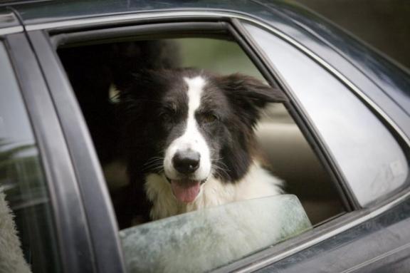 picture of dog in back seat of car with window open