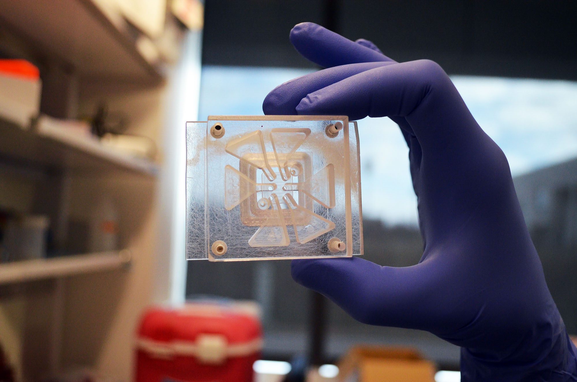 Blue-gloved hand holding a microfluidic device in the Fischbach lab