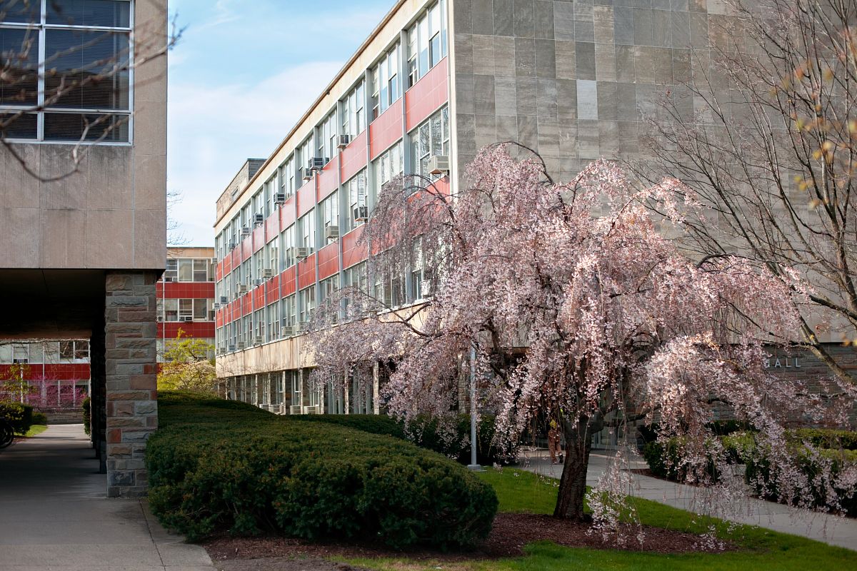 Tree with pink blooms in front of Hollister Hall